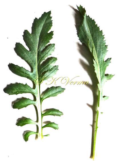  Leaves